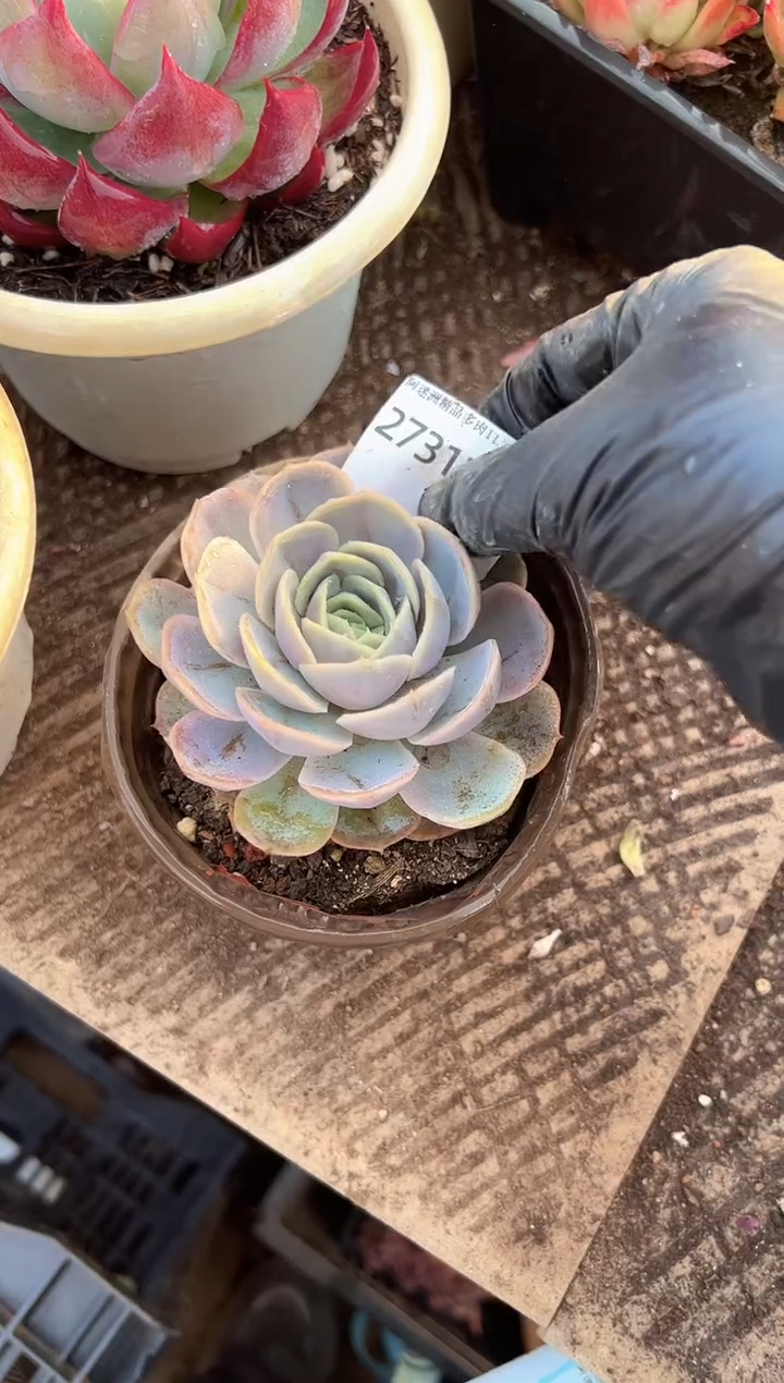 昂**锦多肉植物一物一拍27317