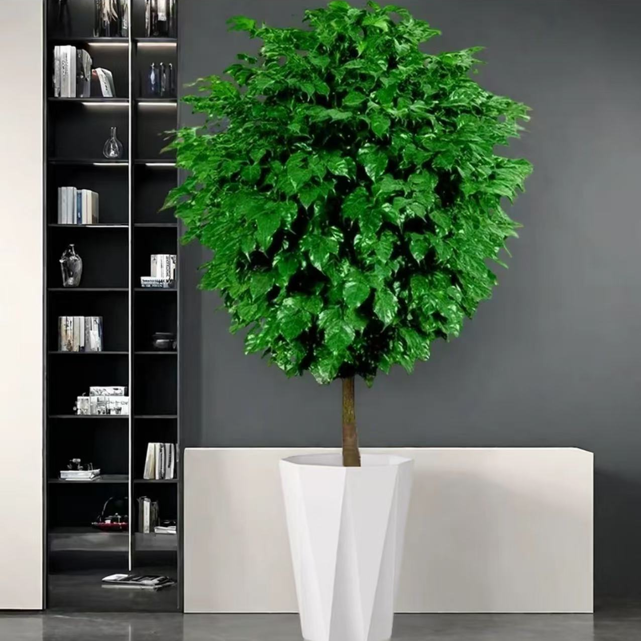 【京东送货上楼】1.3-1.5米幸福树棒棒糖客厅新家吸甲醛大绿植盆栽