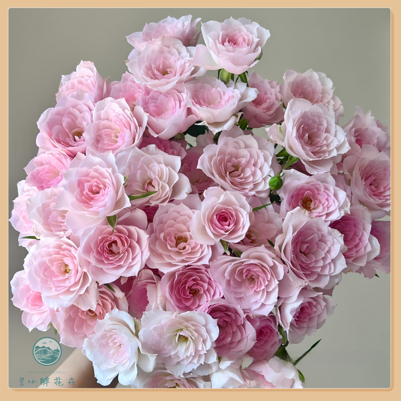 【兰小胖】精选-完美甜蜜多头玫瑰 (注意：特殊花材，收到带包装醒花)