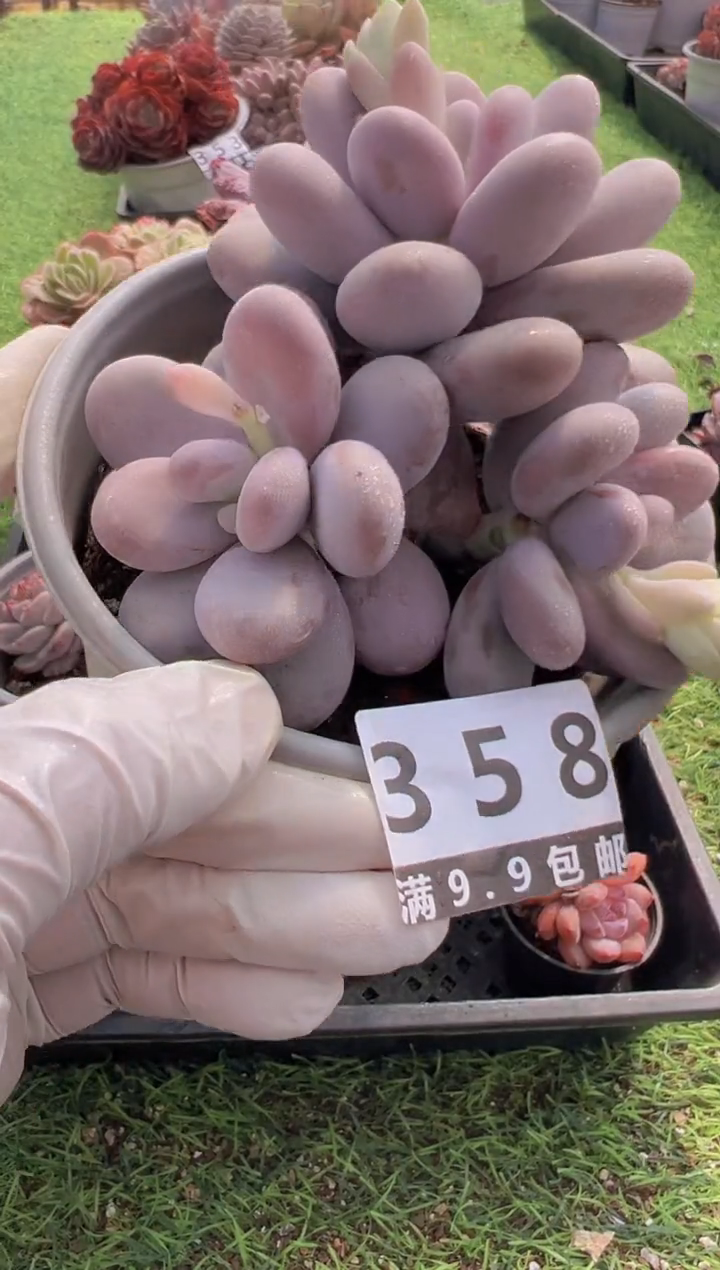 【闪购商品】信福多肉一物一拍