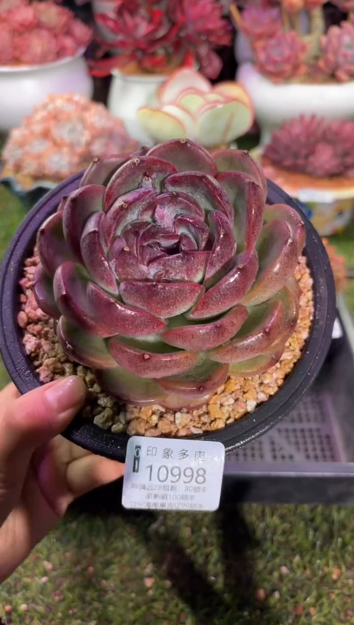 【闪购商品】10998