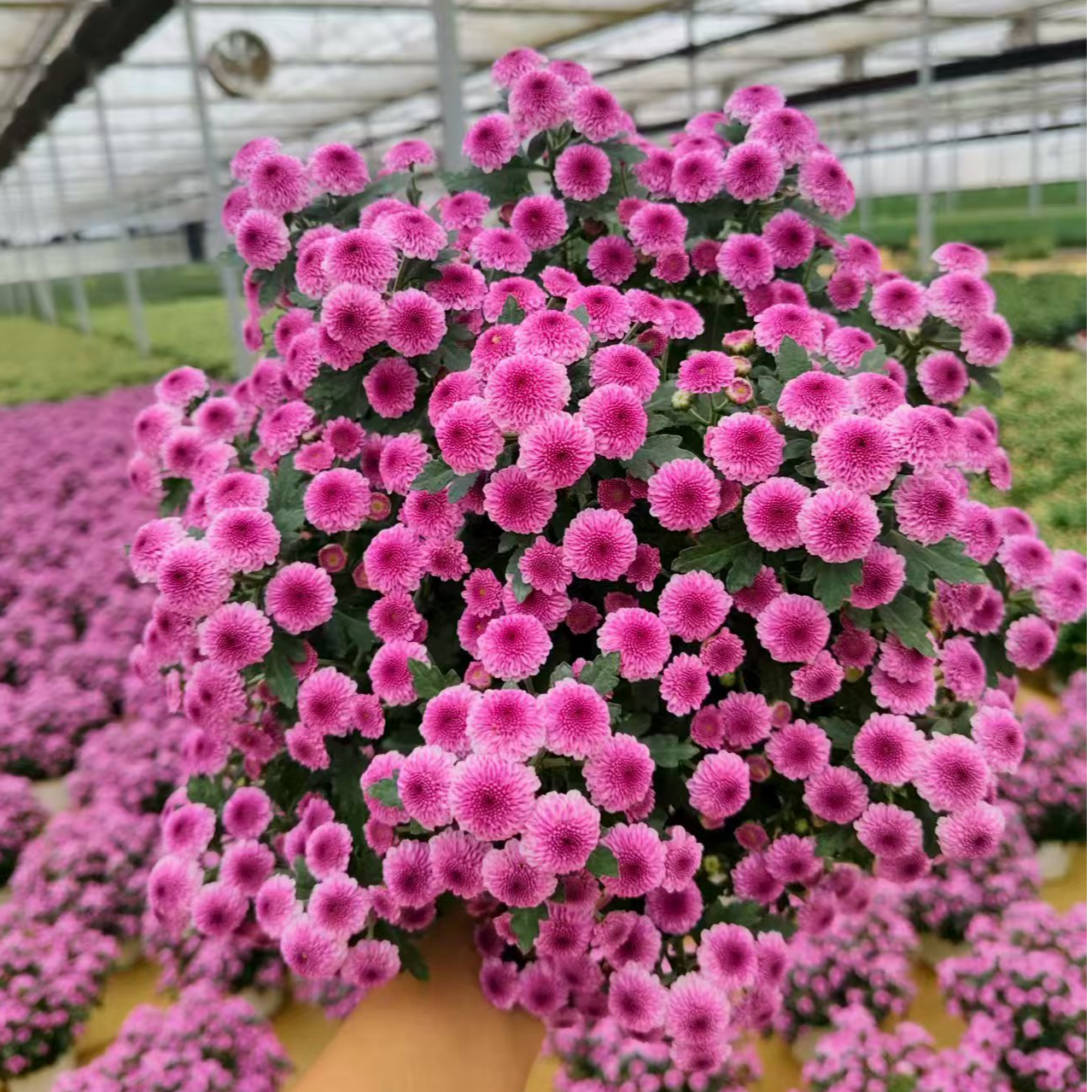 棉花糖盆栽小雏菊鲜花耐寒耐旱带花花期长大苗阳台多年生植物