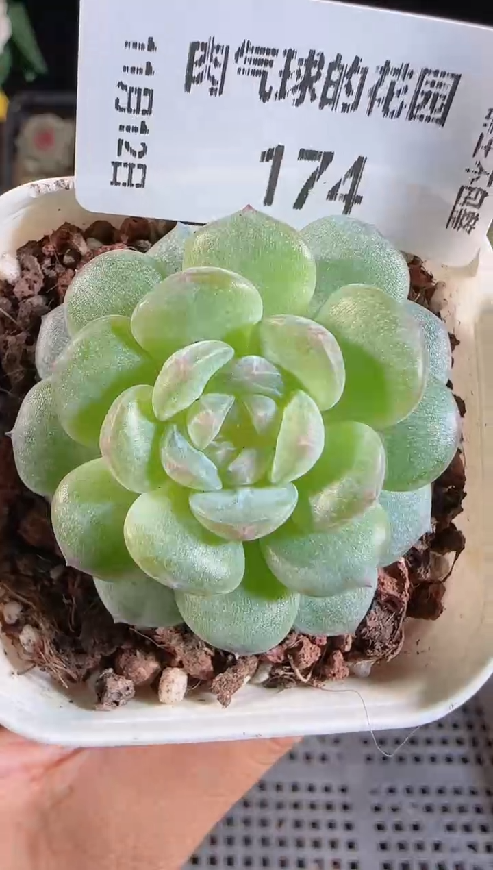 1112-174清浅群生不包整