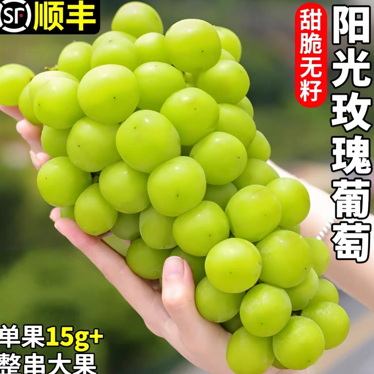 【顺丰次日达】现采现摘云南精品阳光玫瑰整串发送货上门云南省SS云南省