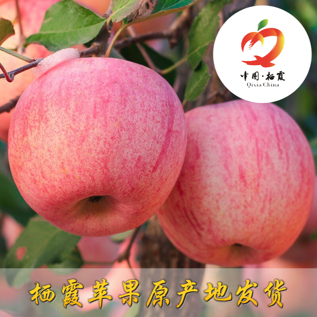 【润元老师专属】山东烟台栖霞红富士苹果产地直发孕妇老少1-2级果