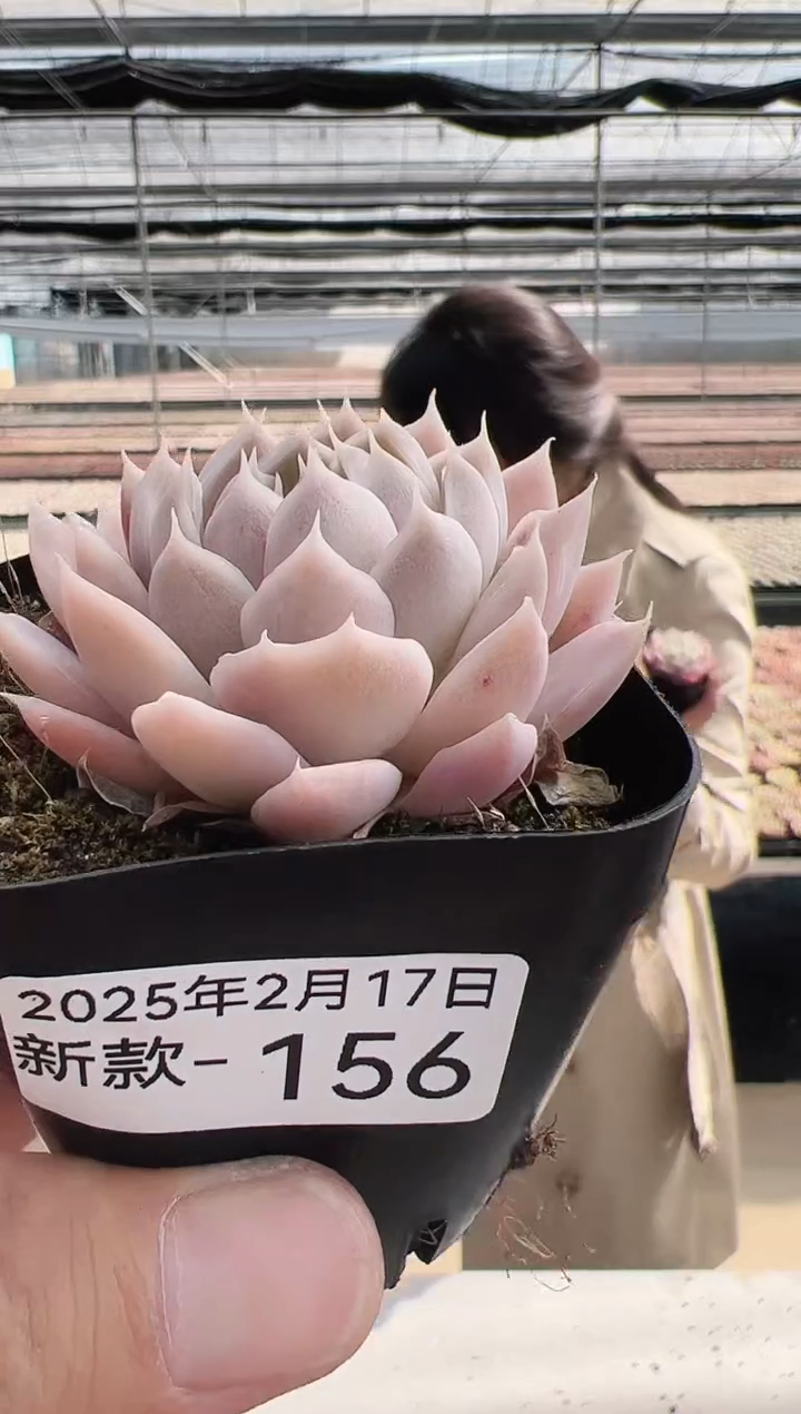 【闪购商品】新款多肉-156