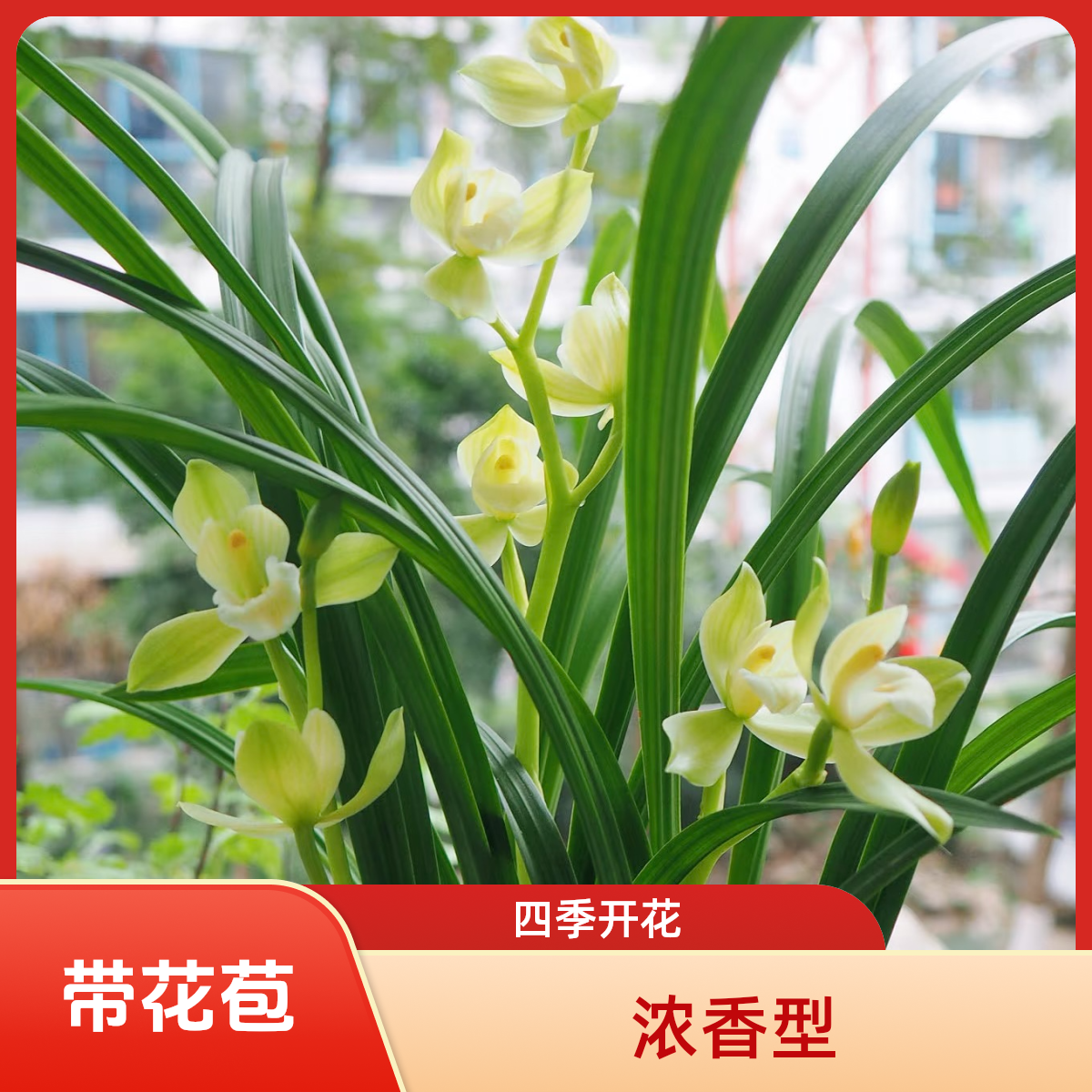 四季开花 带花苞浓香型 8-10苗
