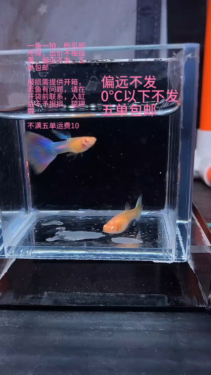 孔雀鱼孔雀鱼 17