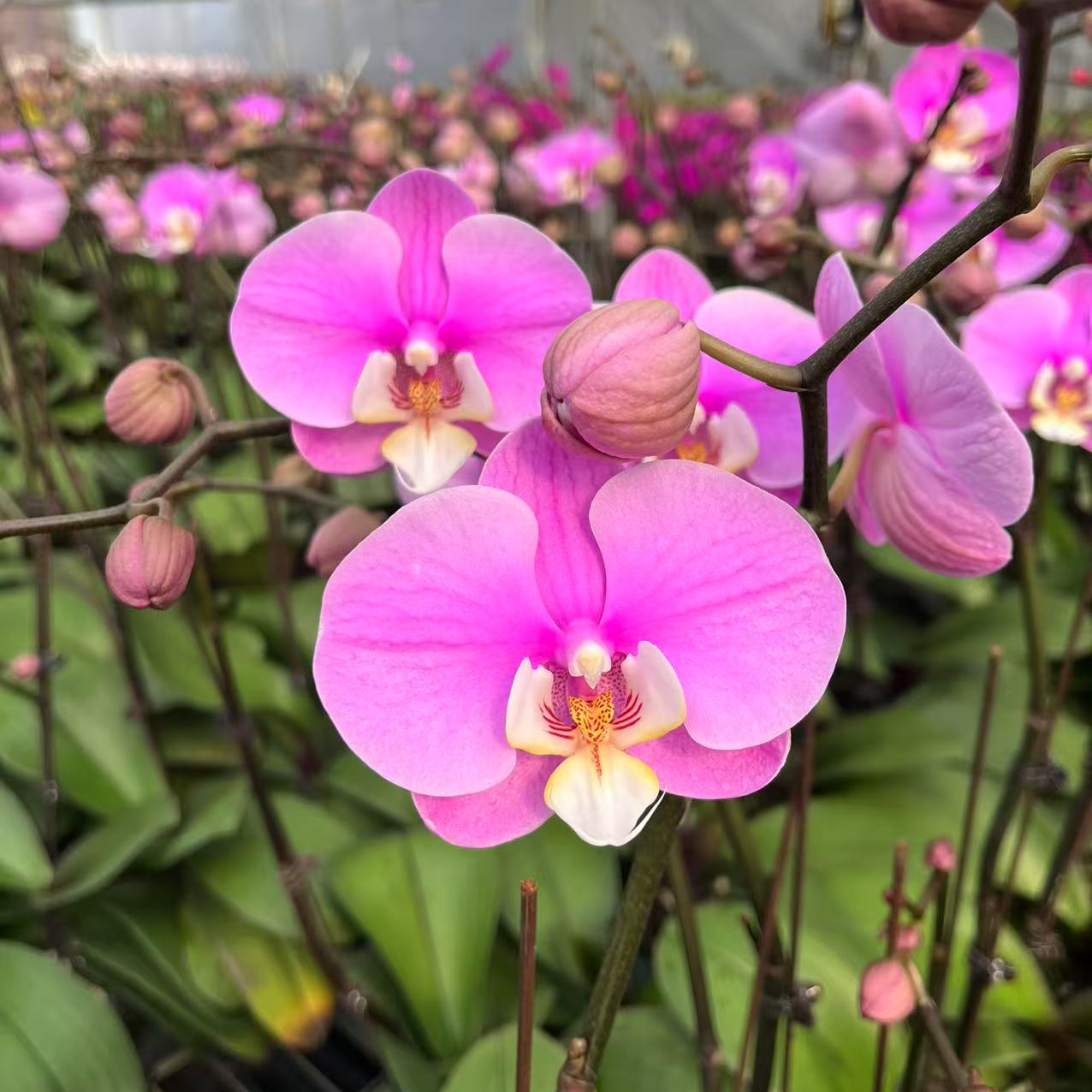 蝴蝶兰特价福利款一物一拍