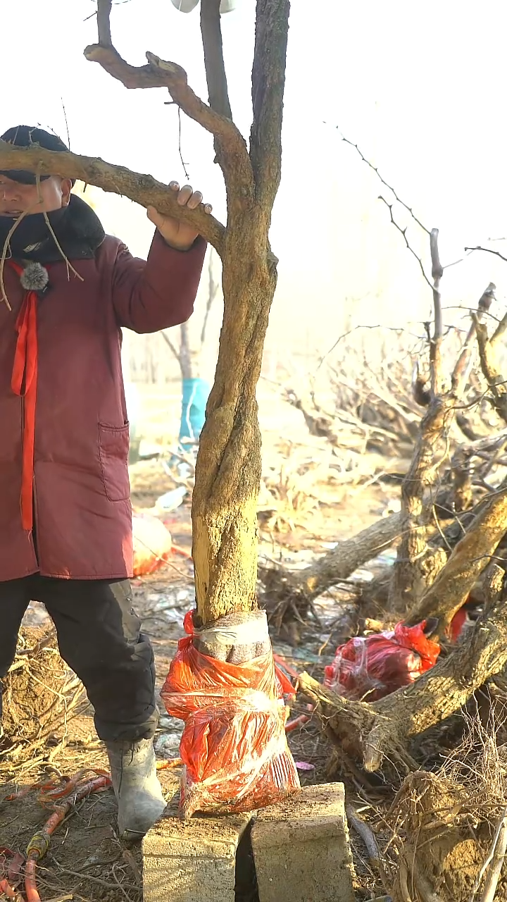 完全开放石榴1282