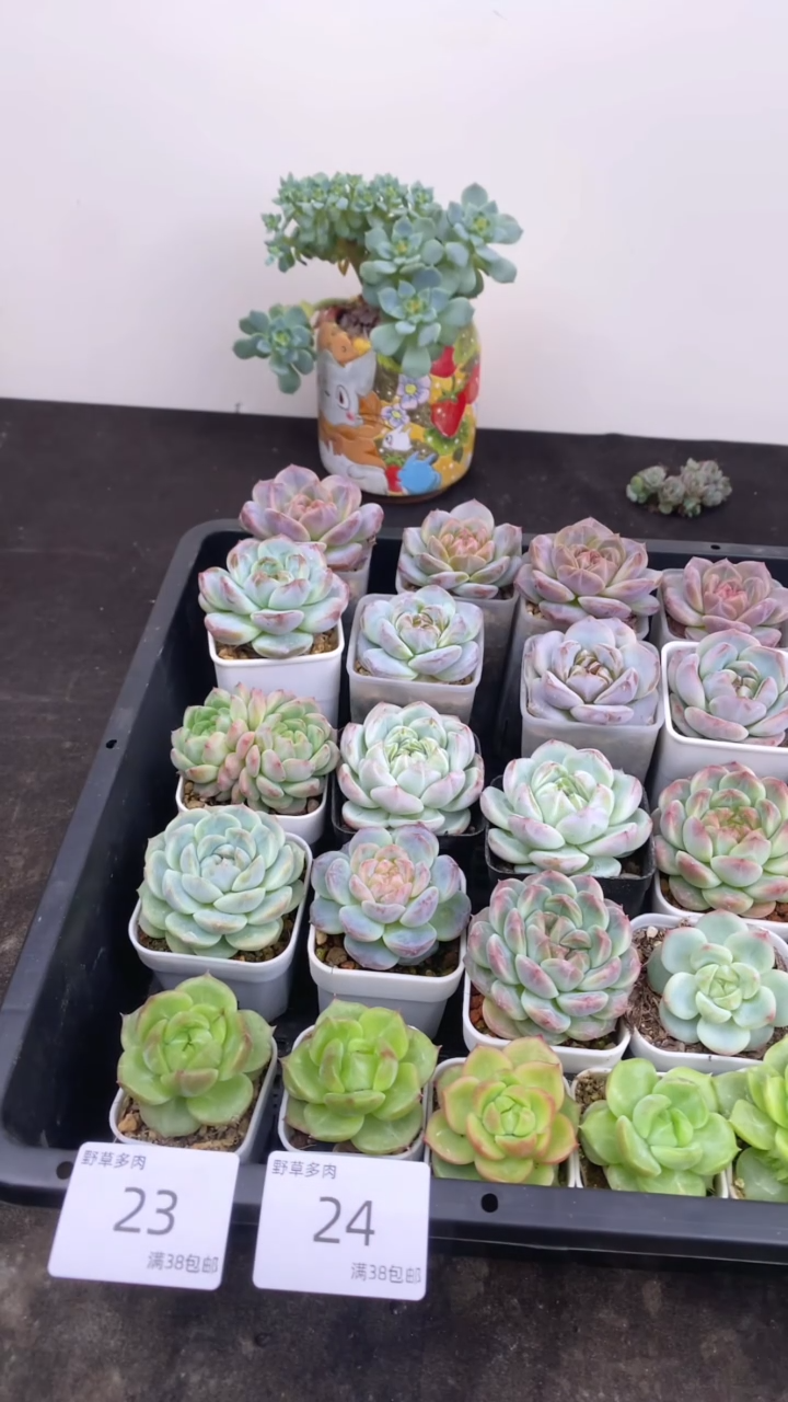 28.8一组一组包邮24号