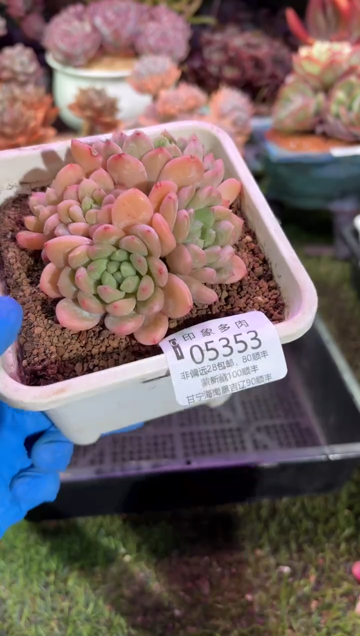 【闪购商品】05353