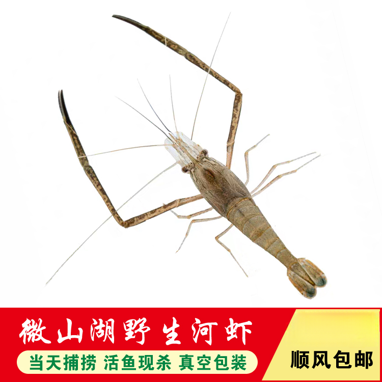 微山湖原生态  小河虾《直播专用》