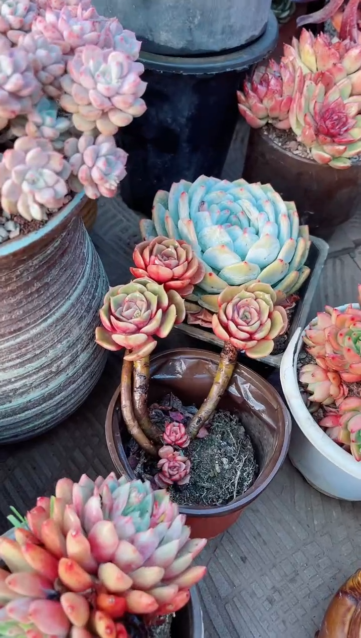 【闪购商品】21095