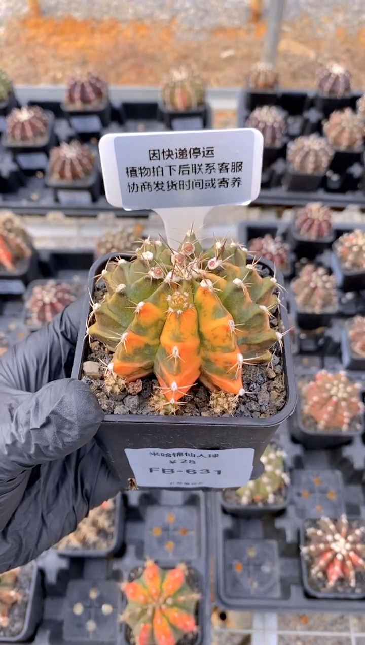 【闪购商品】米哈锦FB-631