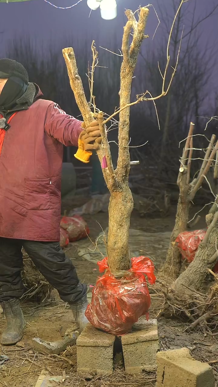 完全开放石榴1294