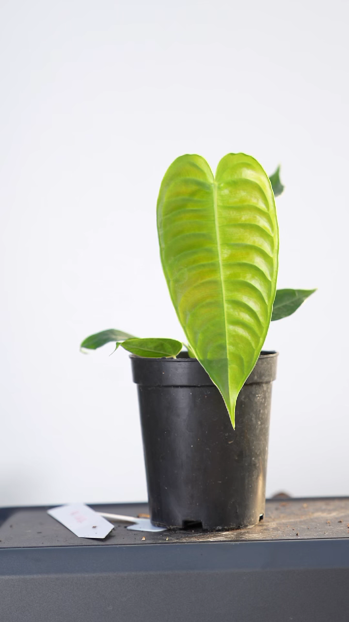 完全开放火鹤王花烛