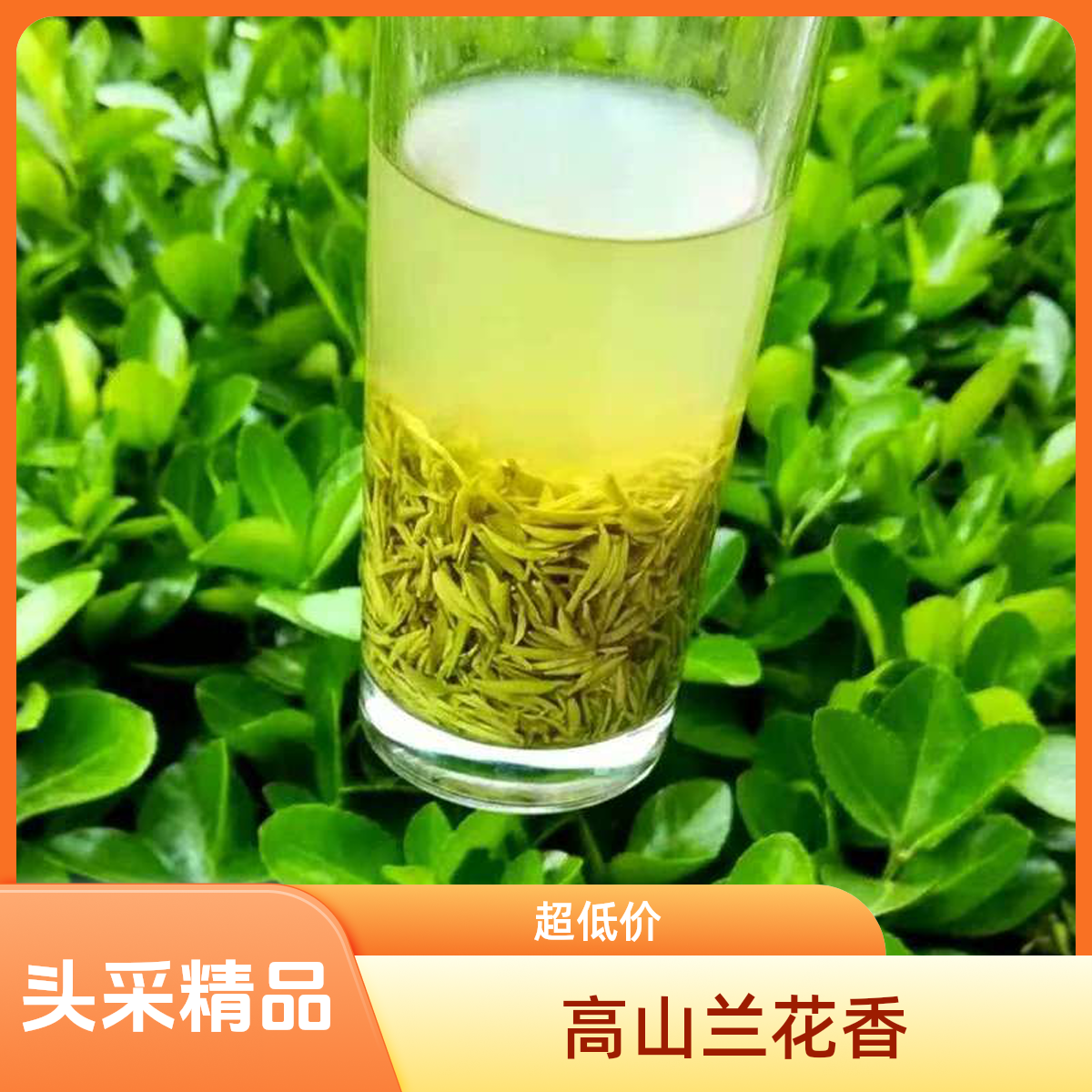 信阳毛尖开园头采高端精品小嫩芽高山兰花香50g一两豫包装