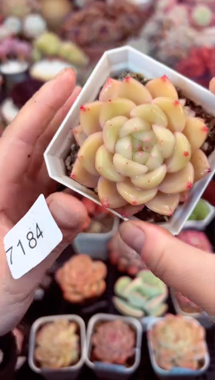 【闪购商品】7184单头冰露多肉