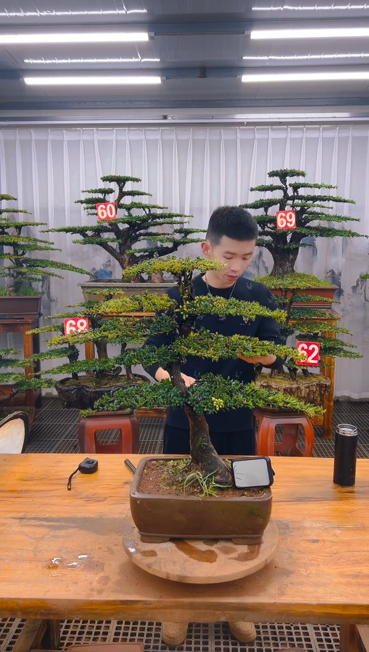【闪购商品】紫砂精品盆景直播间一物一拍