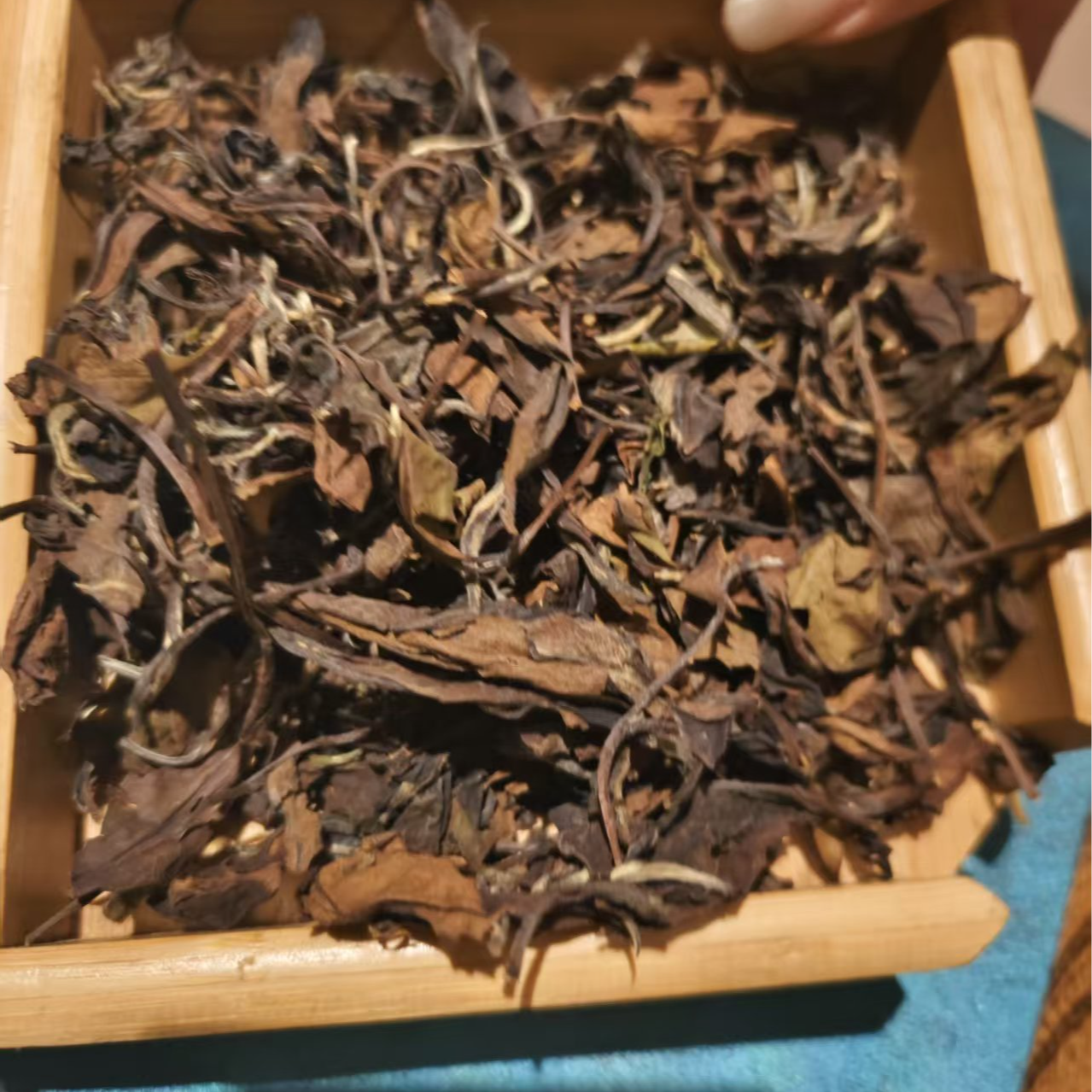 福鼎白茶  2009年贡眉白茶散料