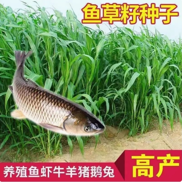 鱼草种籽四季苏丹草种籽高产牧草种子高丹王草播种喂鸡鸭羊牛鹅兔
