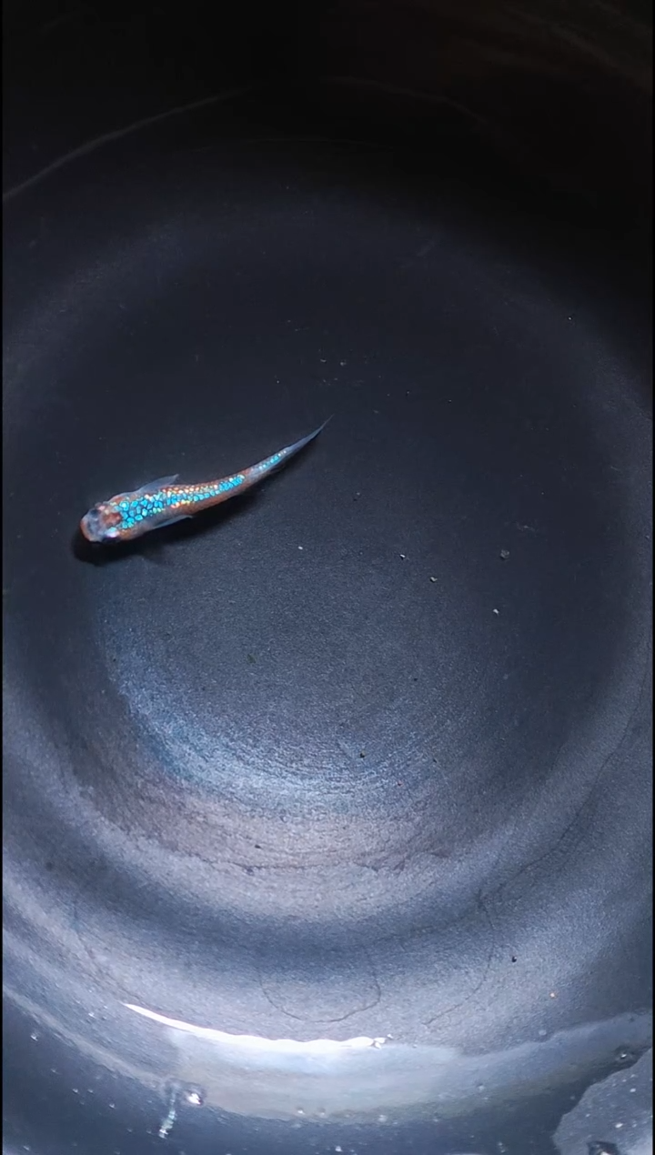 青鳉鱼观背青鳉017