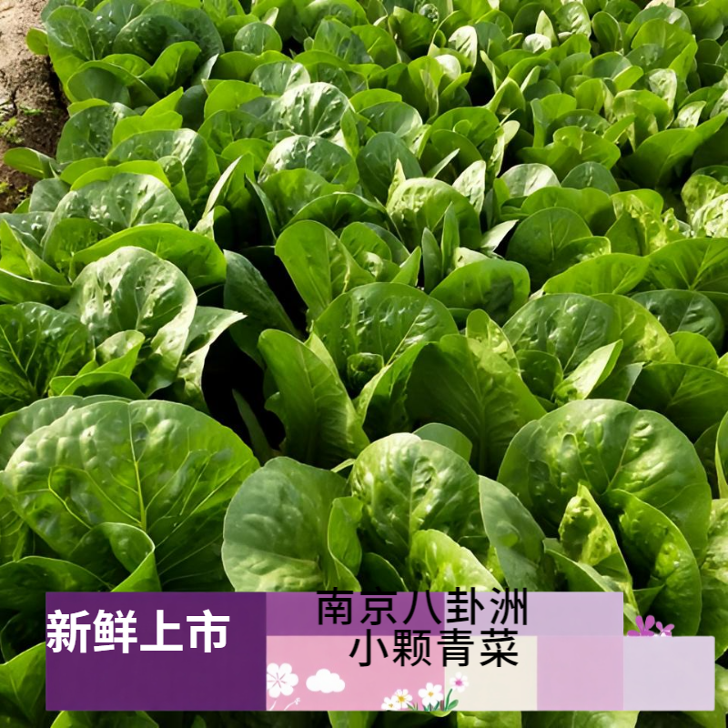 【青菜二斤菊叶一斤】南京八卦洲露天青菜矮脚黄菊叶现摘现发新鲜上市顺丰次日达绿色健康三农助农清炒煮汤鲜嫩