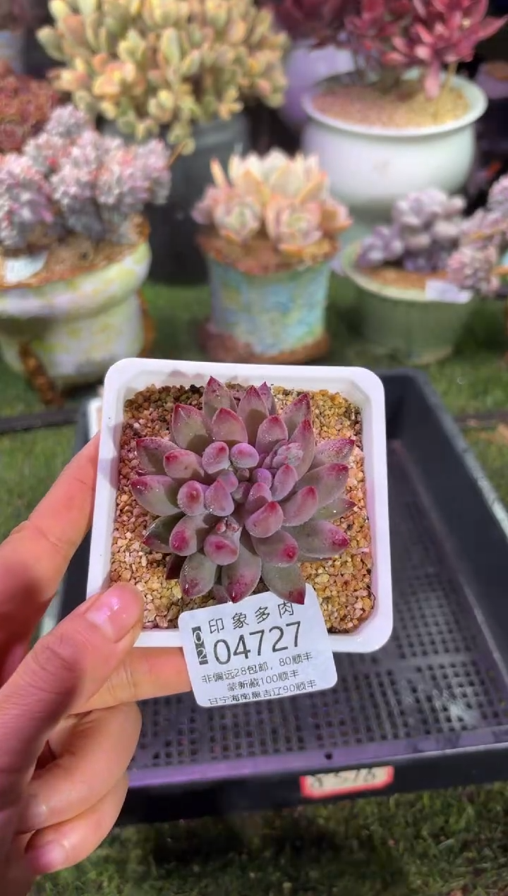 【闪购商品】04727