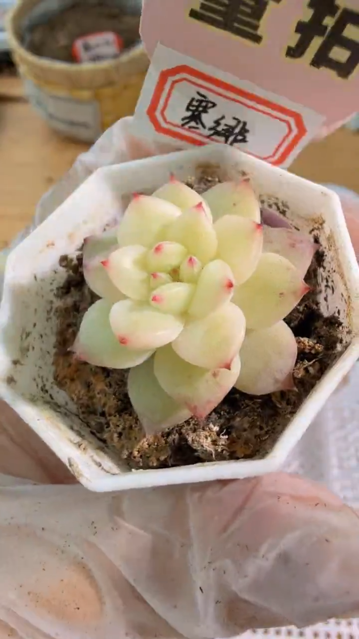 寒绯 八角杯1盆 单双混 量拍混发