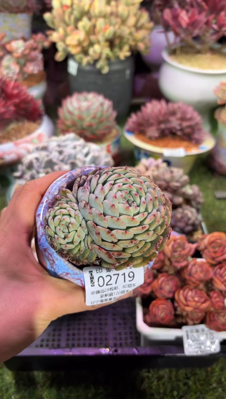 【闪购商品】02719