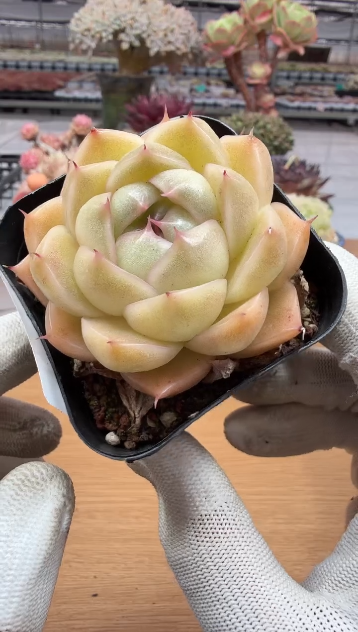 东云多肉园二店-243