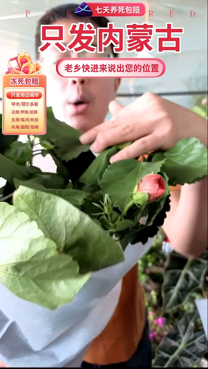 完全开放双色木槿