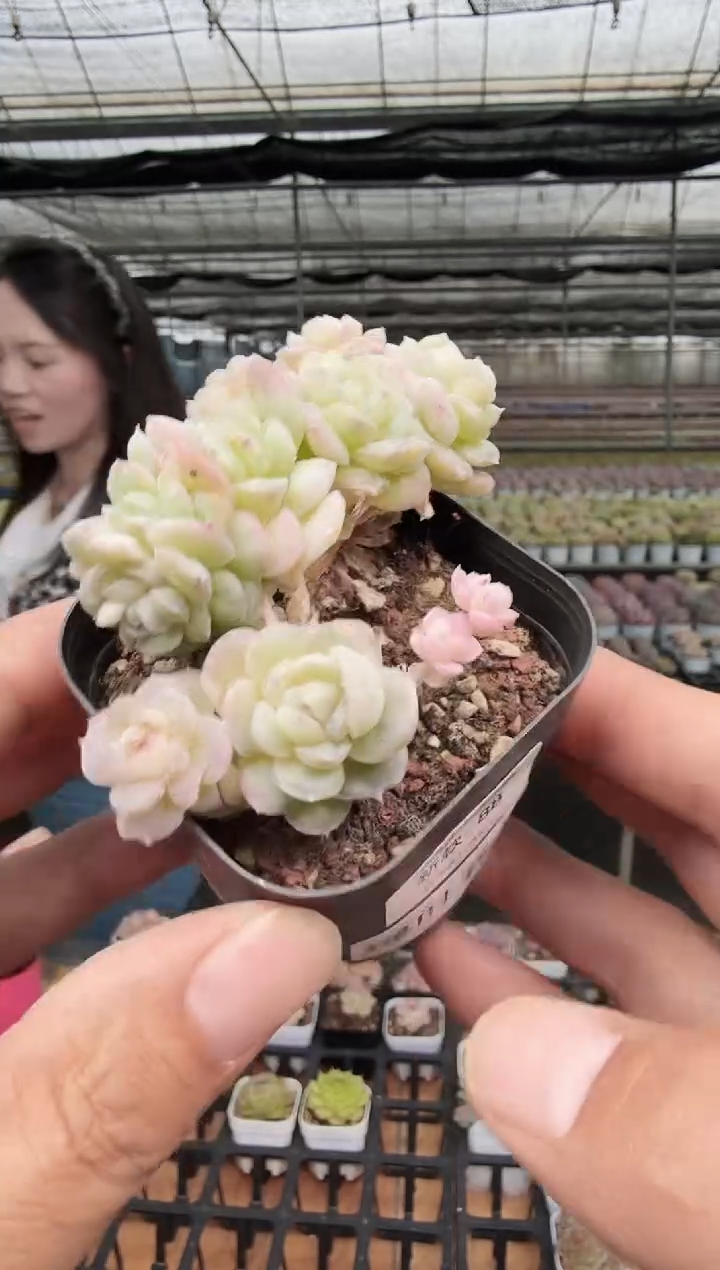 东云多肉园新款-88