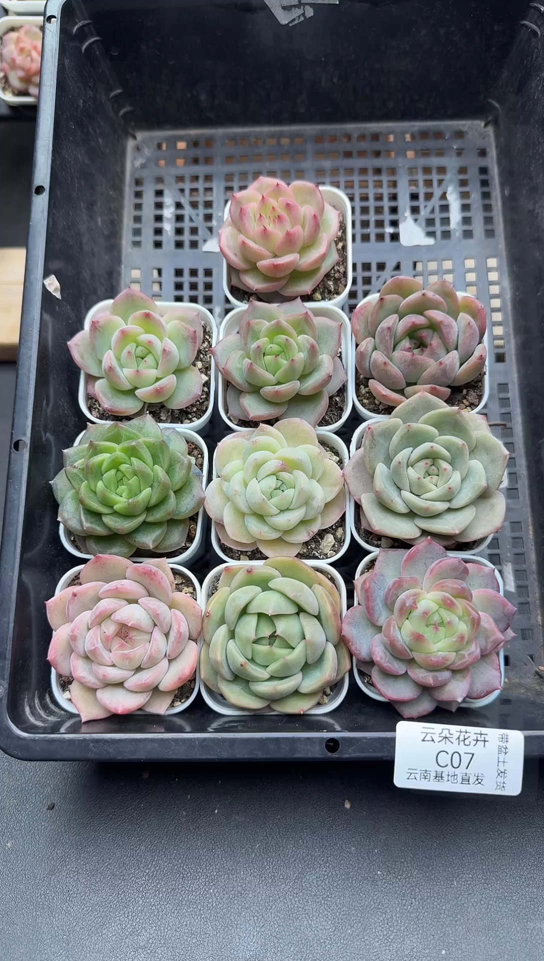 果*米多肉多肉多肉C07