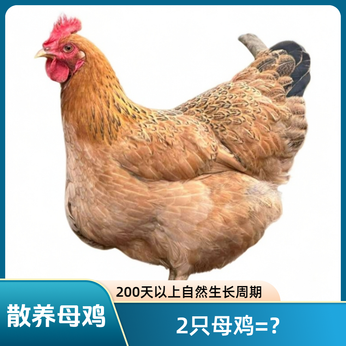 松林散养母鸡（两只土鸡）现杀生鲜全程冷链顺丰包邮
