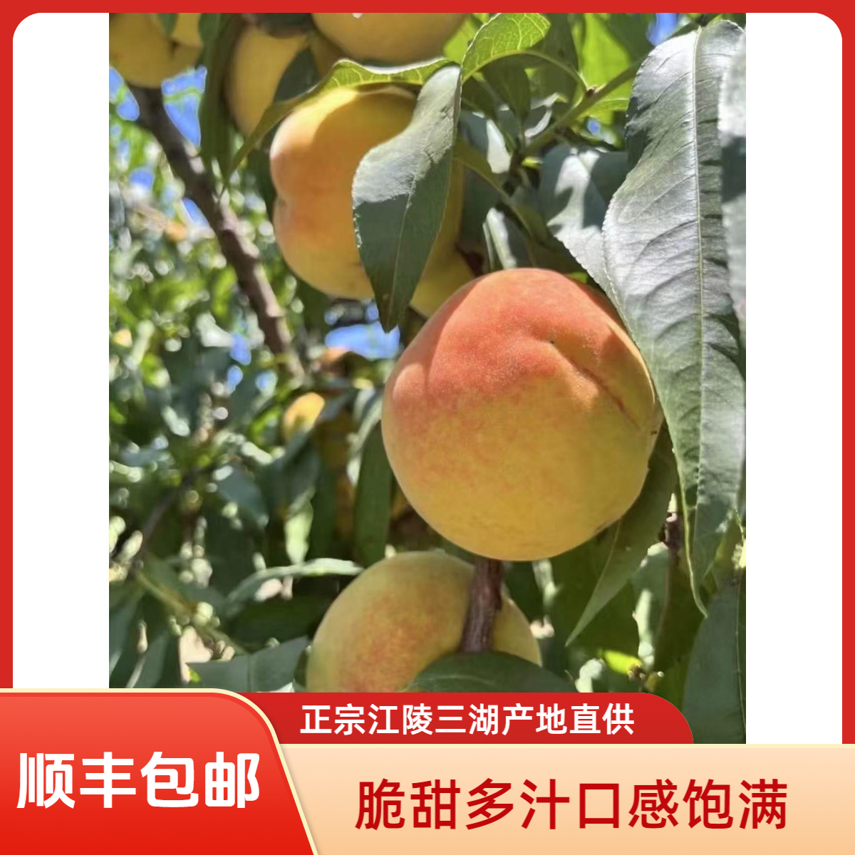 【三湖锦绣黄桃】正宗江陵三湖锦绣黄桃新鲜现摘现发超甜多汁饱满
