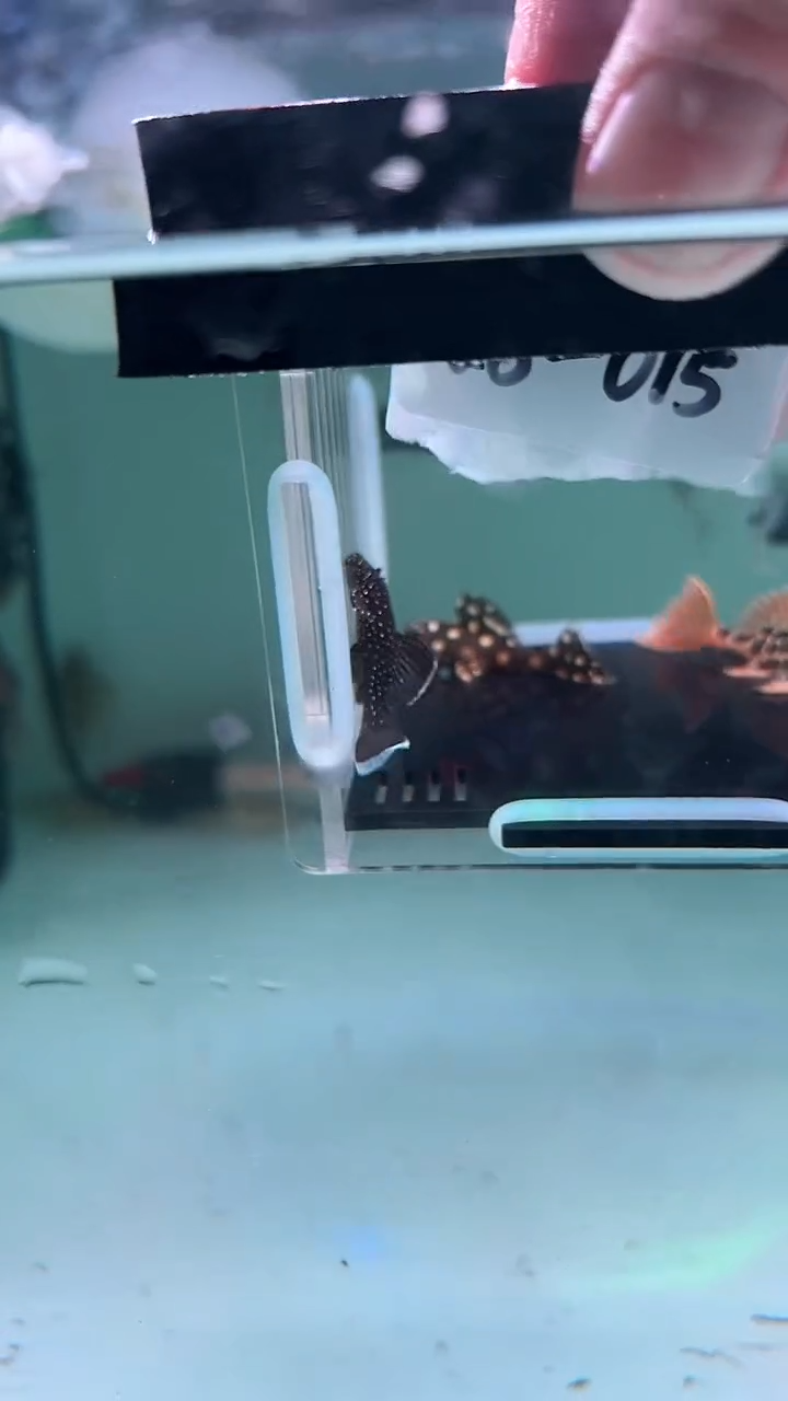 清道夫鱼用****128-015 龙钻 帝王血钻 白边白珍珠各1条尺寸3.5-4