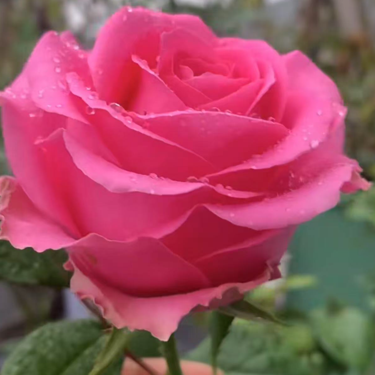 【上海夫人】粉色高杯大切玫瑰盆栽月季庭院地栽抗性耐开