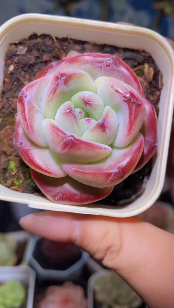 【闪购商品】475狂澜多肉