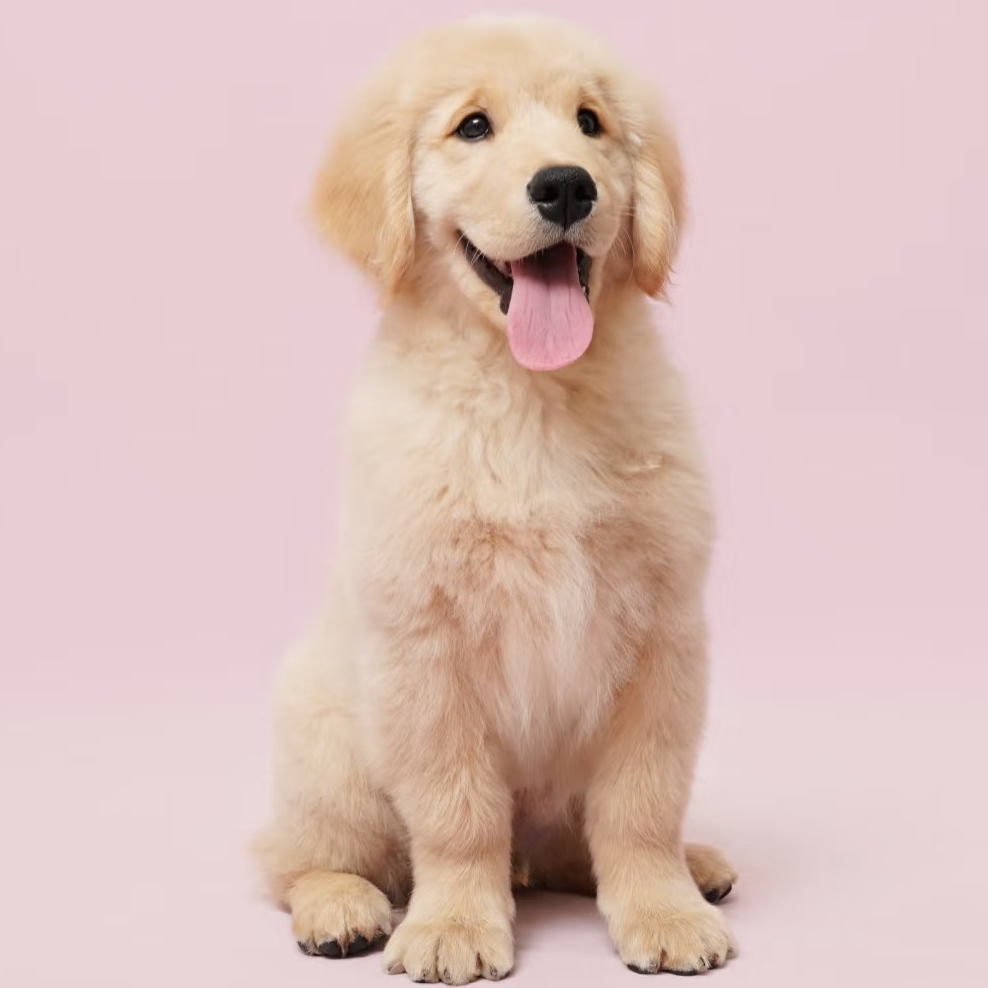 《粤宠犬舍》宠物狗狗活体链接