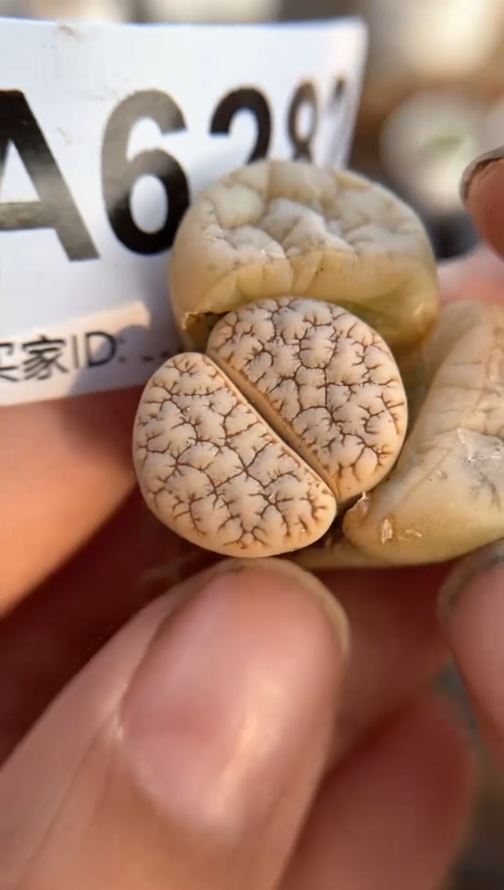 【闪购商品】6282直播一物一拍