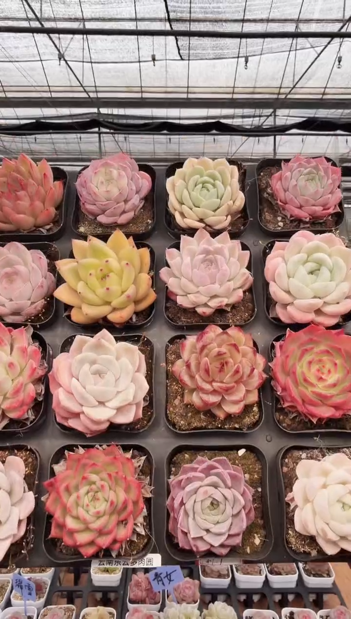 东云多肉园新款-05