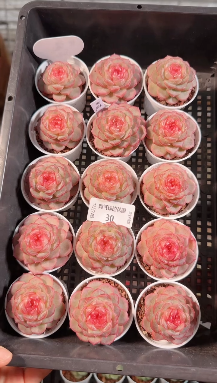 1223-30甘棠多肉量拍任意发一颗群生不包整