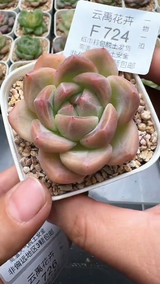 724F云禹多肉植物 默认脱土纸巾打包 3颗包邮