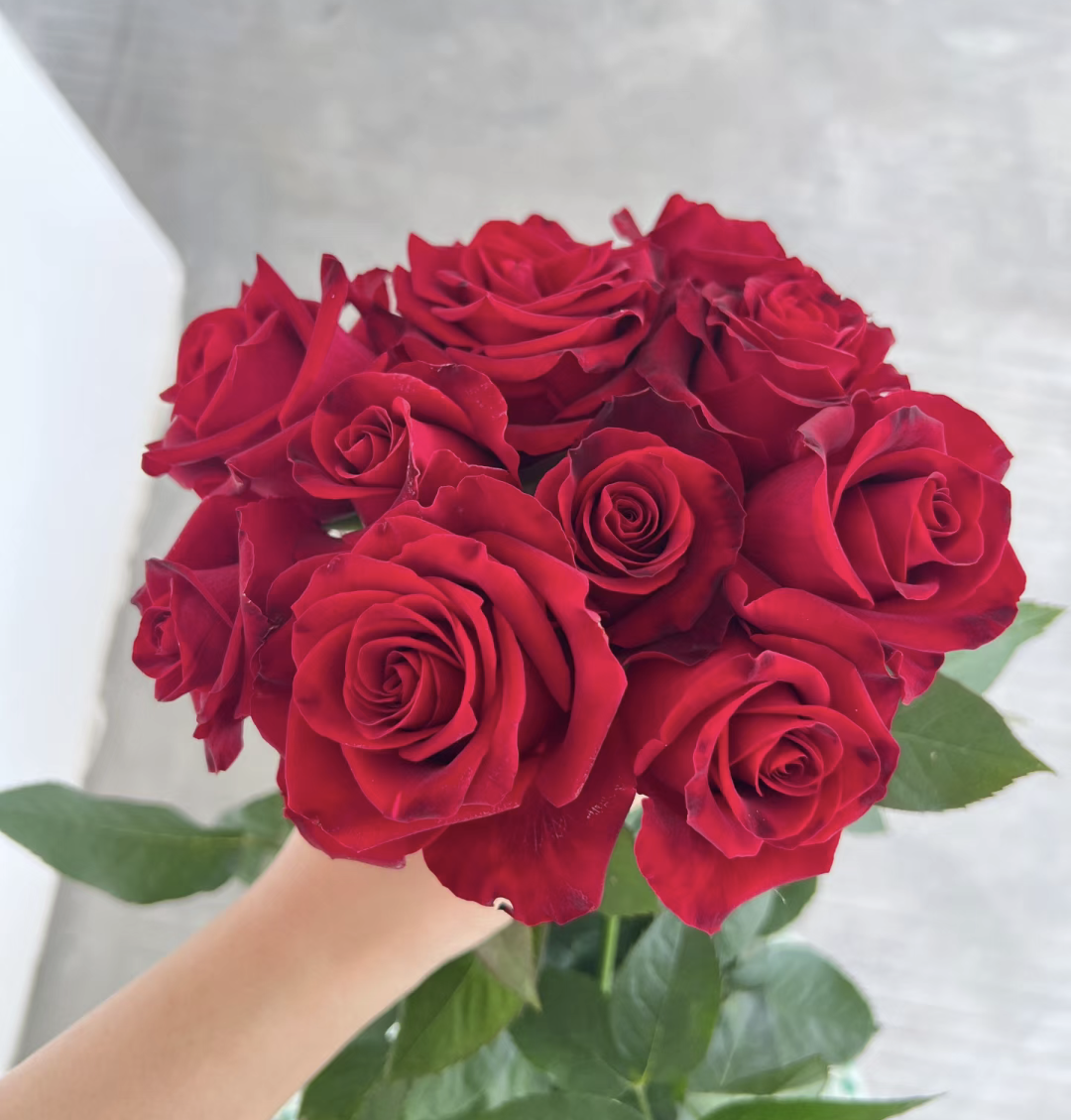 哈利路亚丝绒质感切花玫瑰