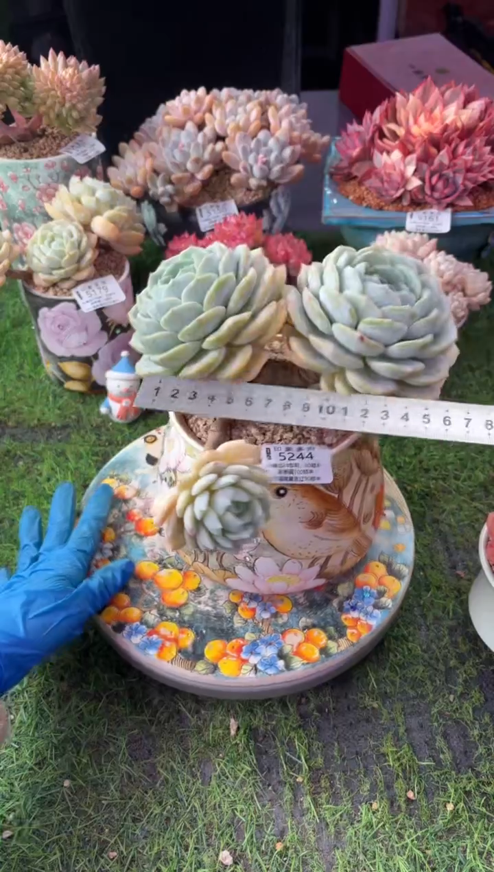 昆明印象多肉5244