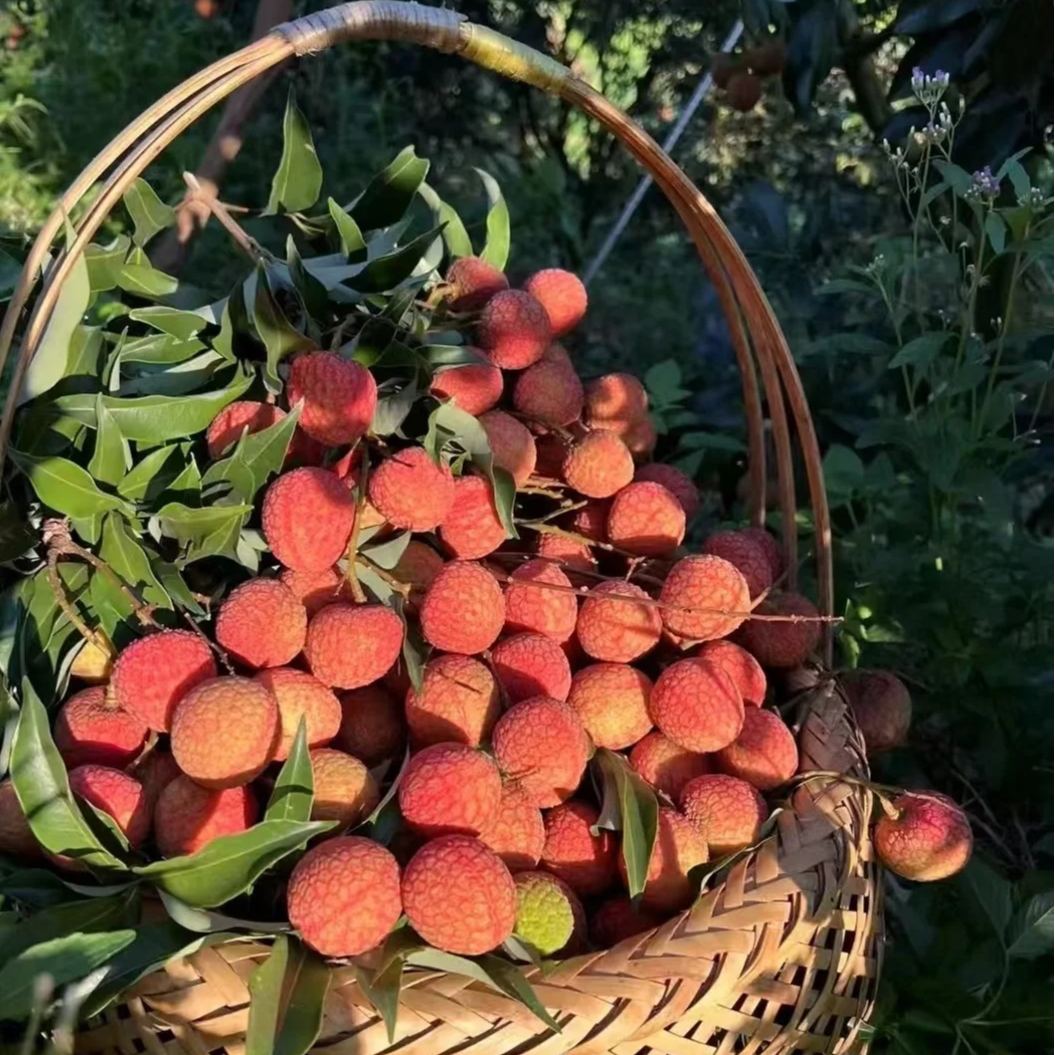 【现货｜明日必达】 灵山老树荔枝 新鲜果园现摘 单果 16g起 精品大果 2/5 斤 包邮全国仓发 坏果包赔｜乌叶荔枝
