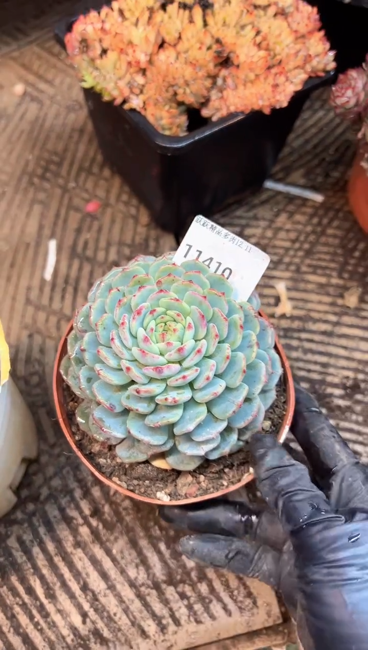 可**乐多肉植物义务一排11410