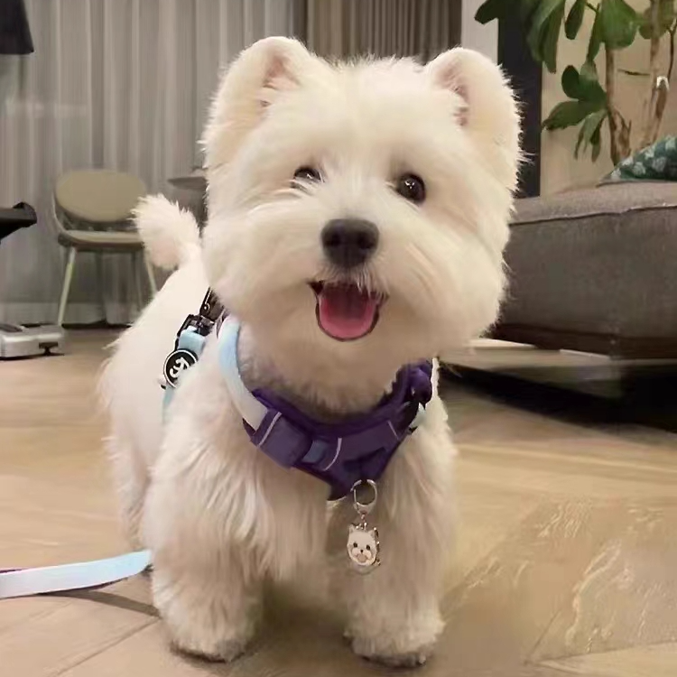 半吨苗苗家活体宠物专用链接